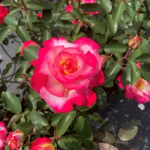 Rose 'You're My Everything'